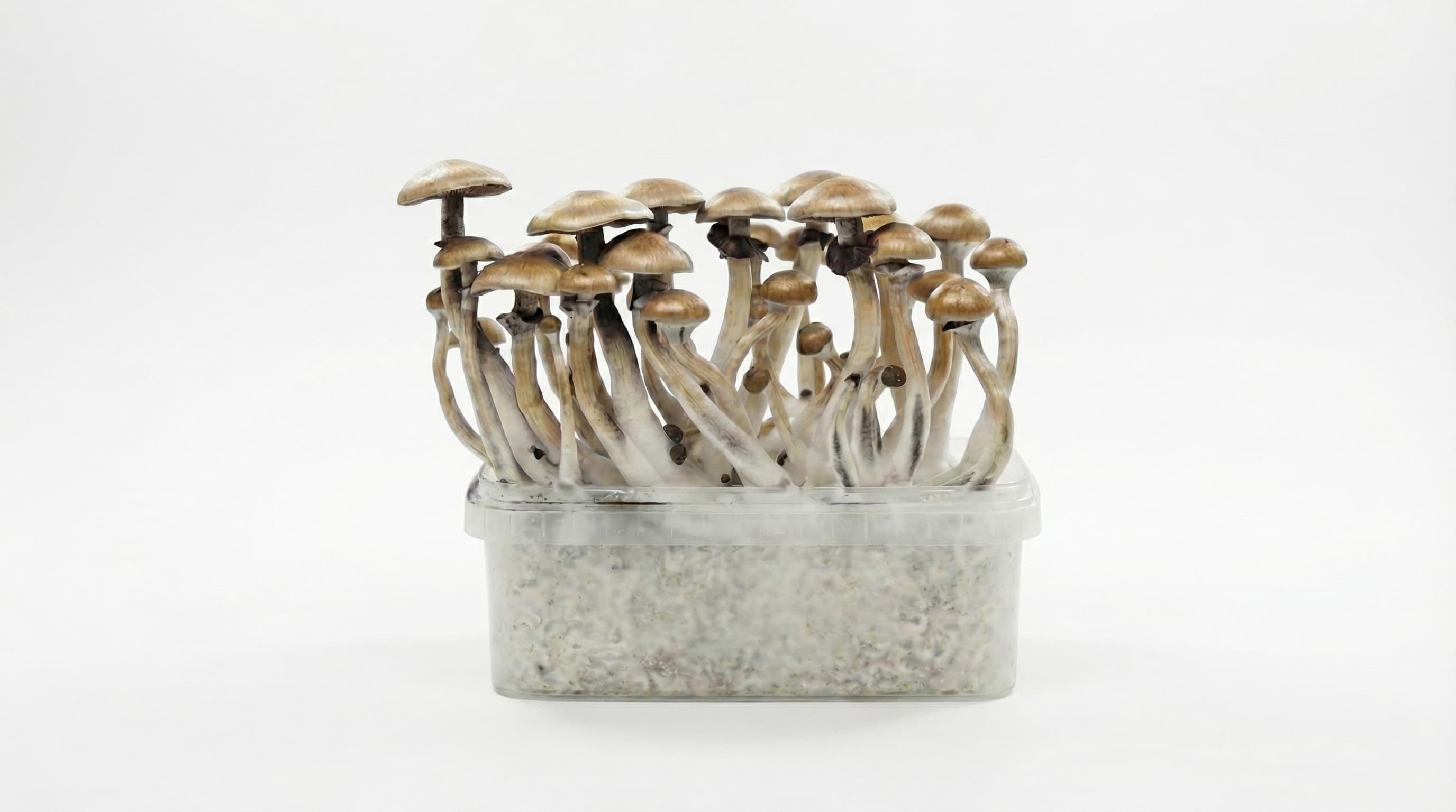 Growkits — Kweek Thuis